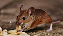 24 Hour & Emergency Exterminators in Sharpsburg, NC
